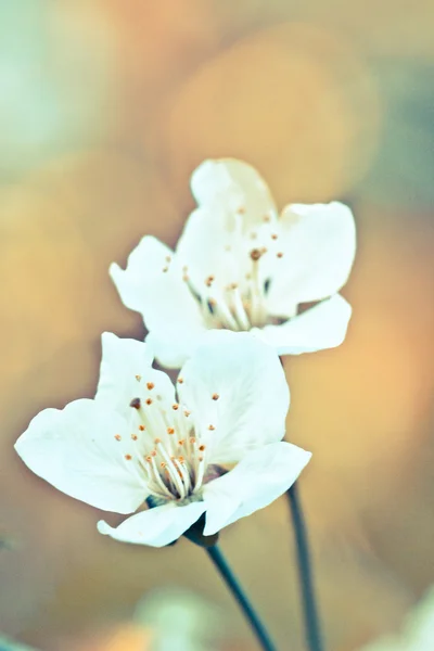 春天的花朵。苹果花及花蕾在春天绽放 — 图库照片