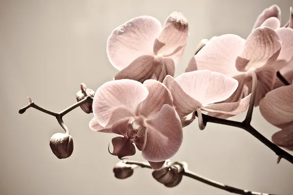 Orkidé blommor, isolerad på vit bakgrund. — Stockfoto