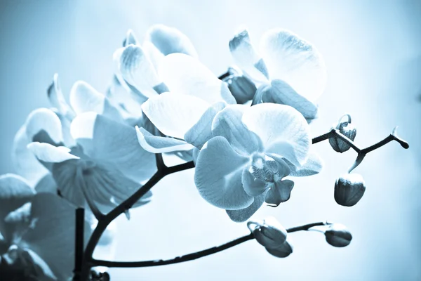 하얀 배경에 고립 된 난초 꽃들. — 스톡 사진
