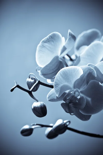 Orkidé blommor, isolerad på vit bakgrund. — Stockfoto