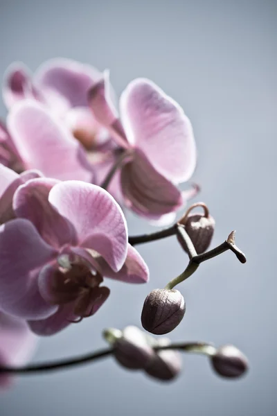 Orkide çiçekleri, beyaz arkaplanda izole..