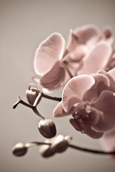 Orkide çiçekleri, beyaz arkaplanda izole..