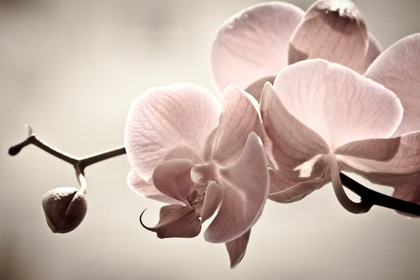 Flores de orquídeas, isoladas sobre fundo branco . — Fotografia de Stock