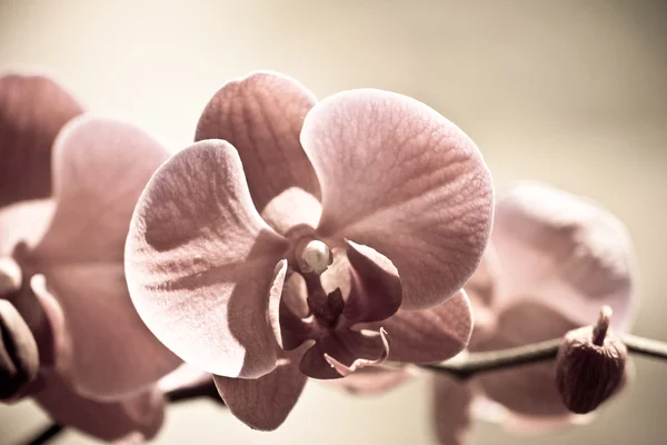 Orkide çiçekleri, beyaz arkaplanda izole..