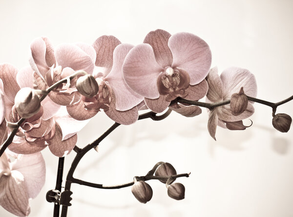 Орхидеи цветы, изолированные на белом фоне.