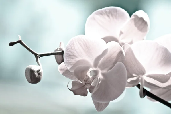 Orchideenblüten, isoliert auf weißem Hintergrund. — Stockfoto