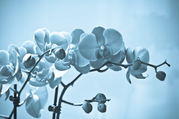 Orkidé blommor, isolerad på vit bakgrund. — Stockfoto