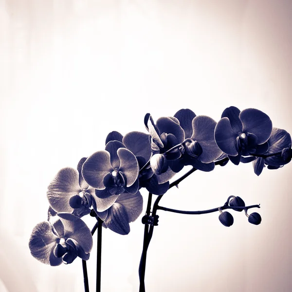 하얀 배경에 고립 된 난초 꽃들. — 스톡 사진