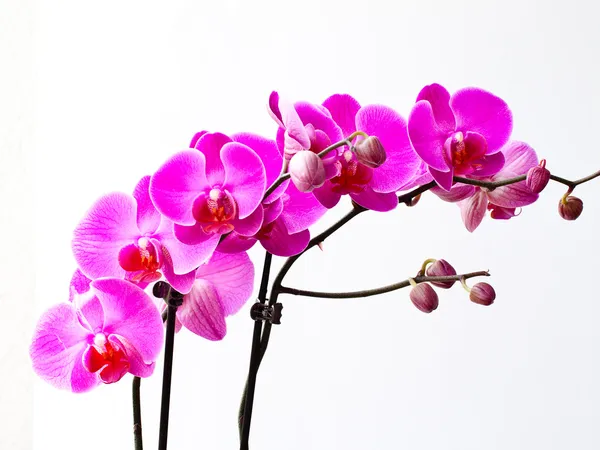 Flores de orquídea, aisladas sobre fondo blanco . — Foto de Stock