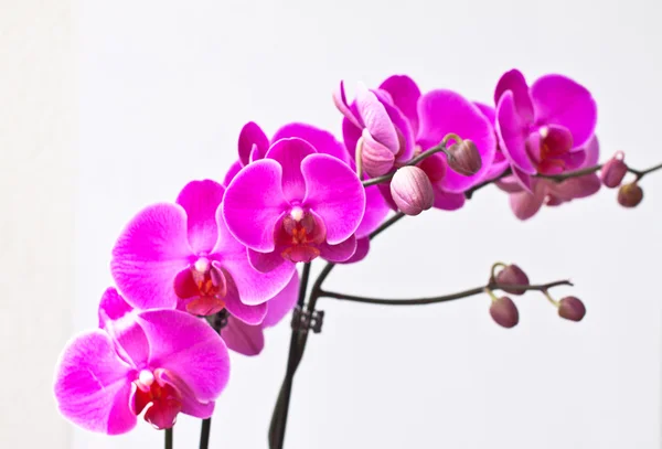 Orchidea virágok, elszigetelt fehér háttér. — Stock Fotó