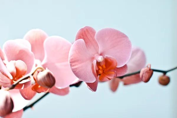 Orchideenblüten, isoliert auf weißem Hintergrund. — Stockfoto