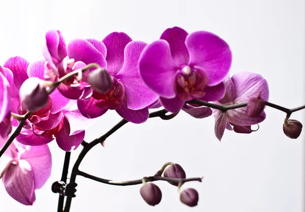 Orkide çiçekleri, beyaz arkaplanda izole..