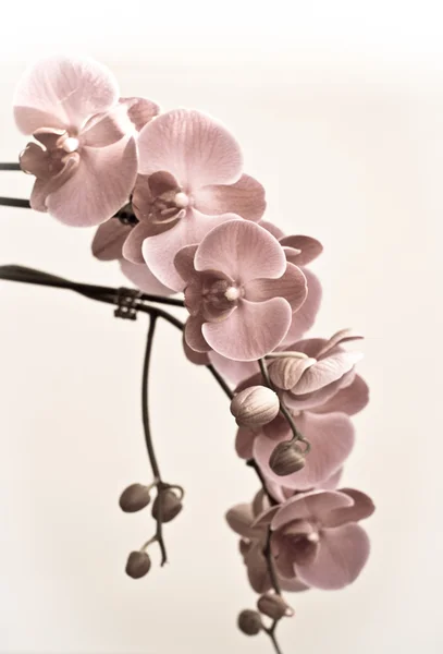 Flores de orquídea, aisladas sobre fondo blanco . — Foto de Stock