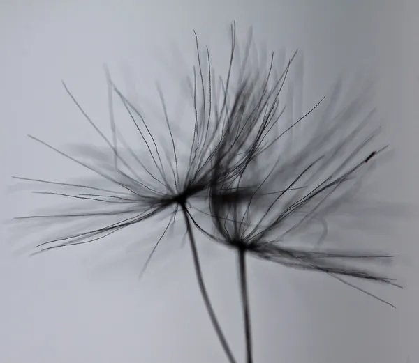 soyut Karahindiba çiçeği arka plan, aşırı closeup. büyük kara hindiba.