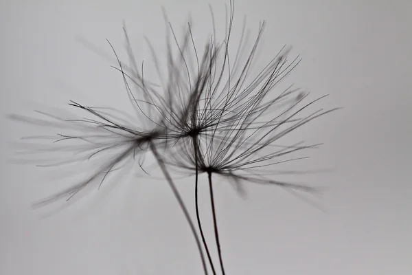 Abstract dandelion flower background, extreme closeup. Big dandelion. — Stock Photo, Image