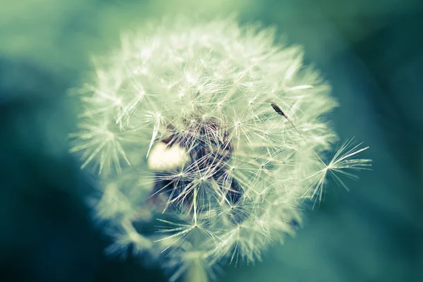Abstract dandelion flower background, extreme closeup. Big dandelion. — Stock Photo, Image