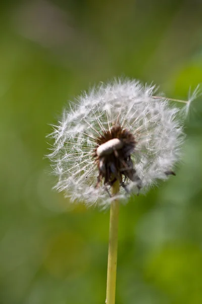 Abstract dandelion flower background, extreme closeup. Big dandelion. — Stock Photo, Image