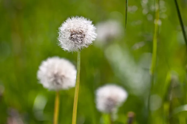 Abstract dandelion flower background, extreme closeup. Big dandelion. — Stock Photo, Image