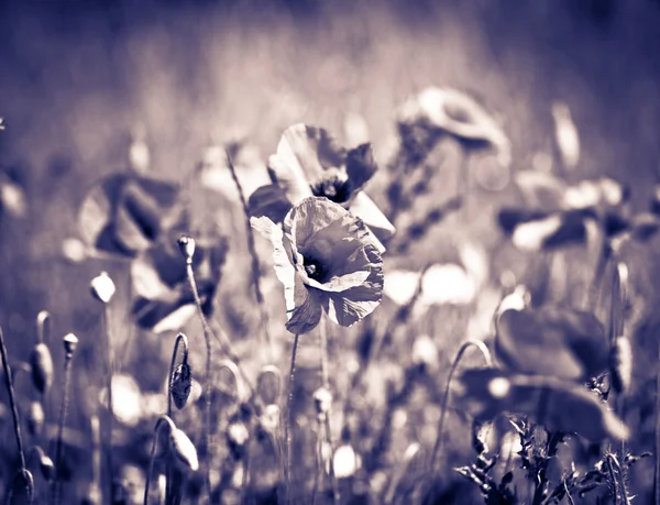 Field with flower of the poppy — Stock Photo, Image