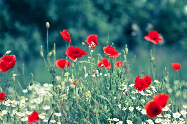 gelincik çiçeği ile alan