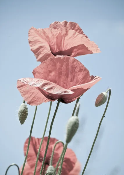 字段与罂粟之花 — 图库照片