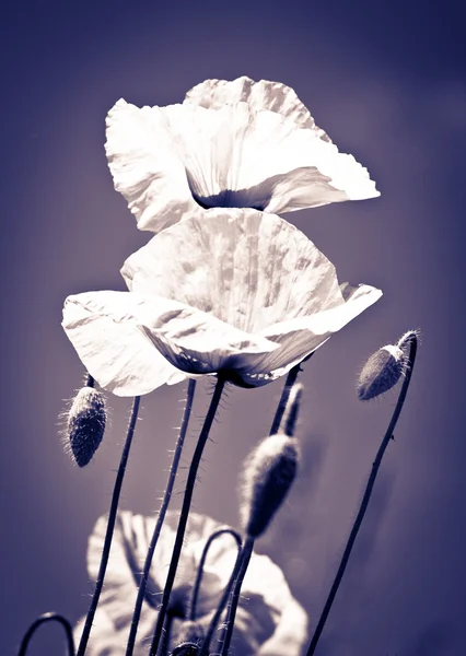 Pole s květ máku — Stock fotografie