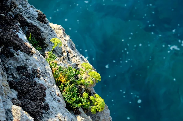 Fiore sulla roccia — Foto Stock