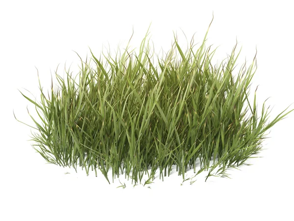 Groen gras — Stockfoto