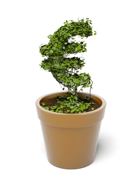 Planta potted euro — Fotografia de Stock