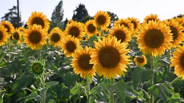 Słoneczniki. Pole z dużymi kwiatami słoneczników i błękitnego nieba. Zbiory na polu. — Wideo stockowe