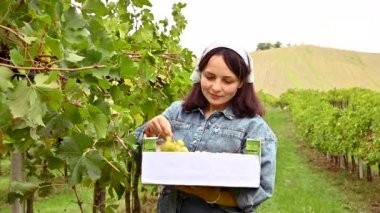 Üzüm bağlarından üzüm topluyor. İtalya 'nın tepeleri, Toskana' da hasat..