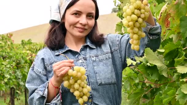 La persona recoge uvas en los viñedos. Colinas de italia, cosechando en tugurios. — Vídeos de Stock