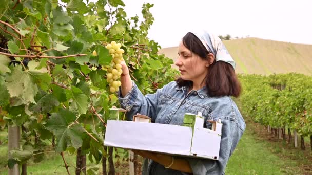 Osoba sbírá hrozny na vinicích. Hills of italy, harvesting in toskany. — Stock video