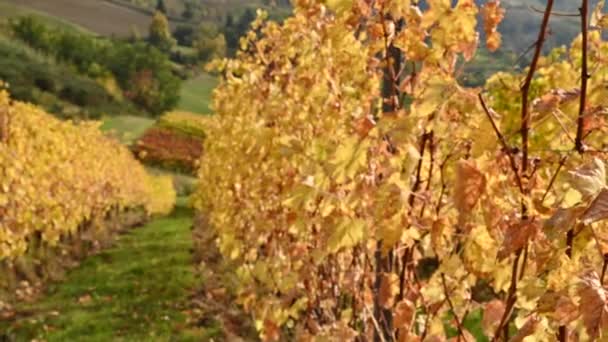Kebun anggur di musim gugur di bawah sinar matahari. Musim gugur, — Stok Video