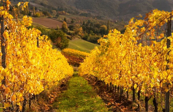 Vineyards in the fall in the sun. Autumn season, — Stock Photo, Image
