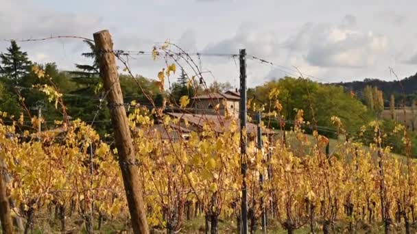 Vignobles à l'automne au soleil. Saison d'automne, — Video