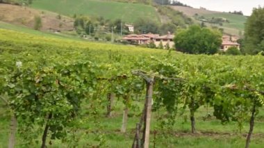 İtalyan Emilia Romagna manzarası, asma tarlası ve köy evleri. Yeşil sarmaşıklar ve gökyüzü.