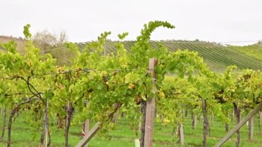 İtalyan Emilia Romagna asma tarlasıyla manzaralı. Yeşil sarmaşıklar ve gökyüzü. 