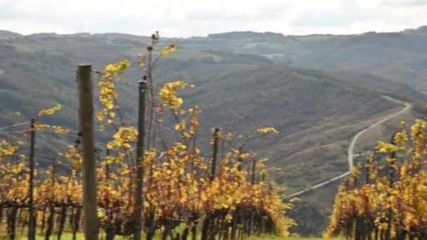 Kebun anggur di musim gugur di bawah sinar matahari. Musim gugur, — Stok Video