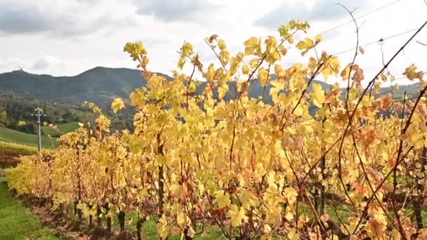 Vineyards in the fall in the sun. Autumn season, — Stock Video