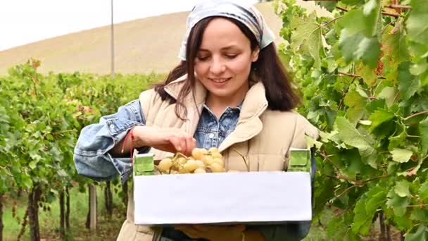 Boer oogst witte druiven, houdt een doos in zijn handen, ik lach. Italië Emilia Romagna landschap met wijnboerderij. Plaats voor tekst op een doos druiven. — Stockvideo