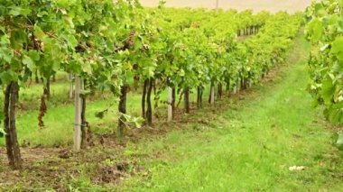 İtalyan Emilia Romagna asma tarlasıyla manzaralı. Yeşil sarmaşıklar ve gökyüzü. 