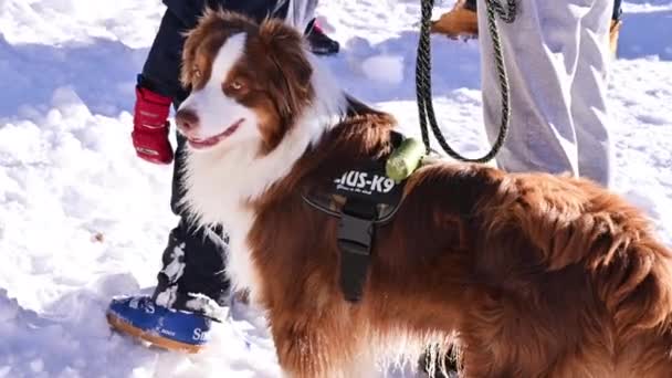 BORDER COLLY IN WINTER. Ein reinrassiger Hund an der Leine geht im Winter in den Bergen spazieren. — Stockvideo