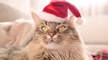 Noel kedisi. Noel Baba şapkalı güzel Sibirya kedisi.