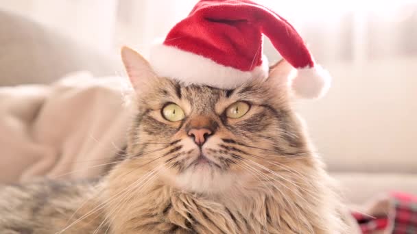 Gato navideño. Hermoso gato siberiano en un sombrero de santa claus. — Vídeos de Stock