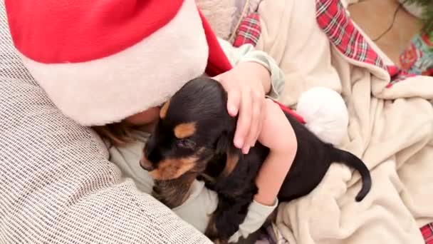 Маленька різдвяна дівчинка і кокер-спанієль цуценя. Щаслива дитина в капелюсі Санта тримає собаку в руках — стокове відео