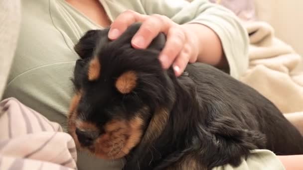 Petite fille et chiot. cocker épagneul noir petit et enfant à la maison sur le canapé, serrant tendrement — Video