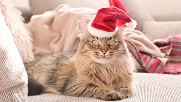Noel kedisi. Noel Baba şapkalı güzel Sibirya kedisi. — Stok video