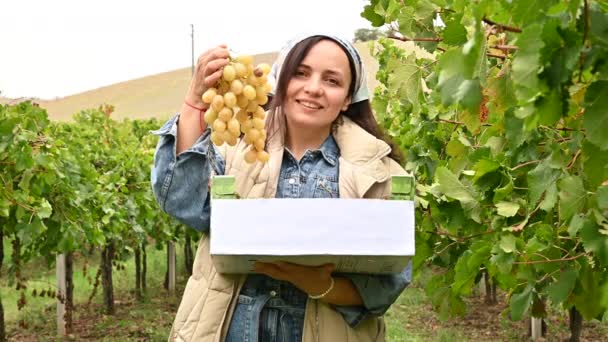 El granjero cosecha uvas blancas, tiene una caja en sus manos, estoy sonriendo. Italia Emilia Romaña paisaje con granja de vid. Lugar para el texto en una caja de uvas. — Vídeos de Stock