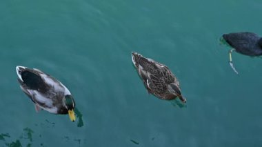 Garda Gölü 'ndeki ördekler. Çeşitli kuşlar, göldeki ördekler. Doğa